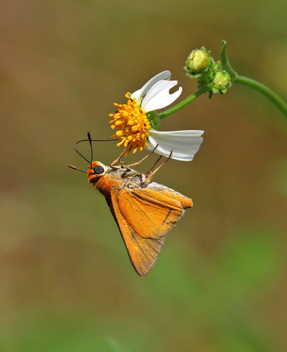 Palmetto Skipper